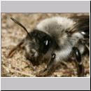 Andrena vaga - Weiden-Sandbiene -04- w15b 13mm.jpg